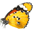 https://www.patinhasnaareia.com.br/wp-content/uploads/2019/08/butterfly.png